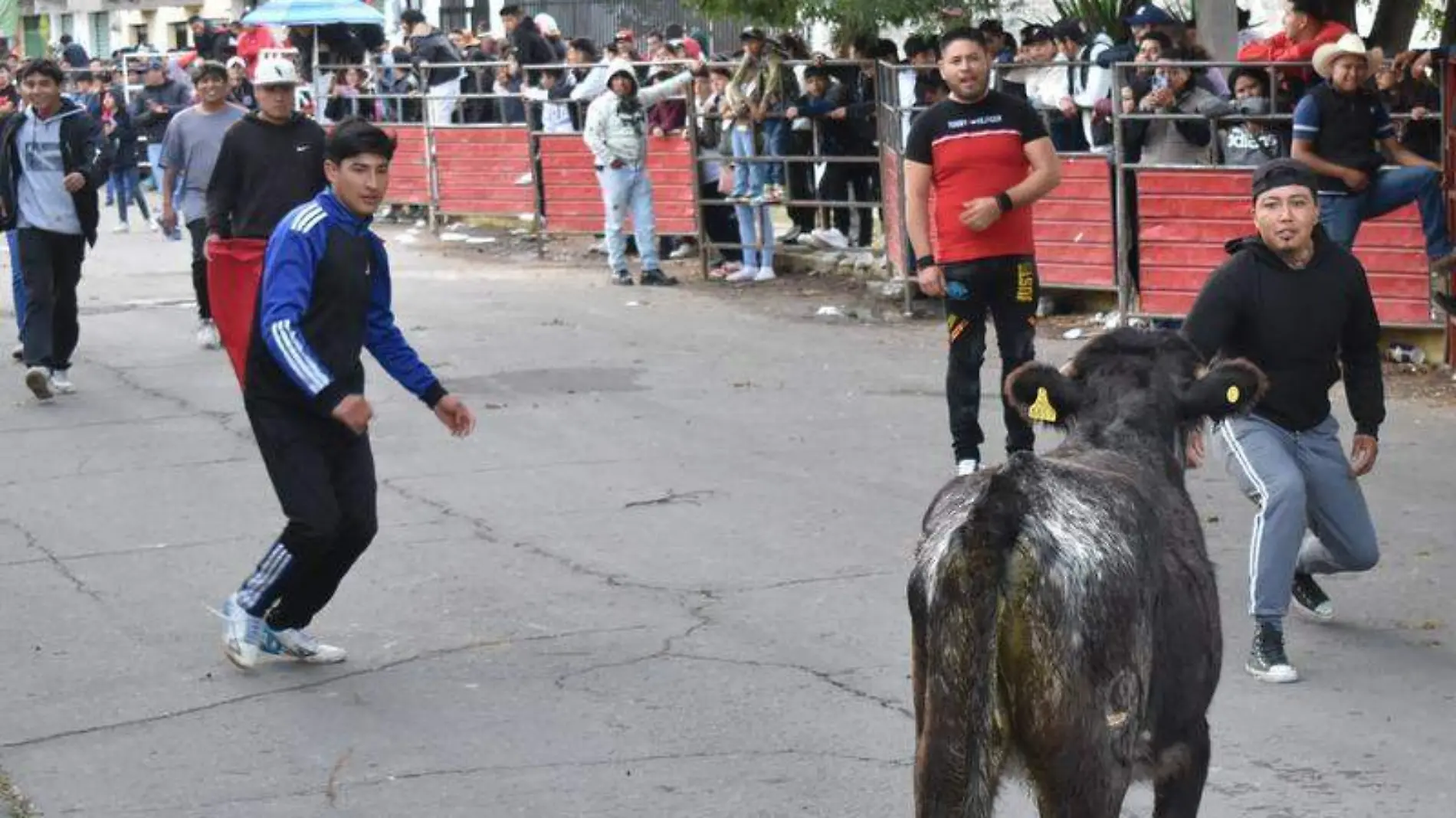 Las vaquillas de dos años de edad también pegaron susto a los participantes de la capea callejera de San Lucas Tlacochcalco. ARMANDO PEDROZA